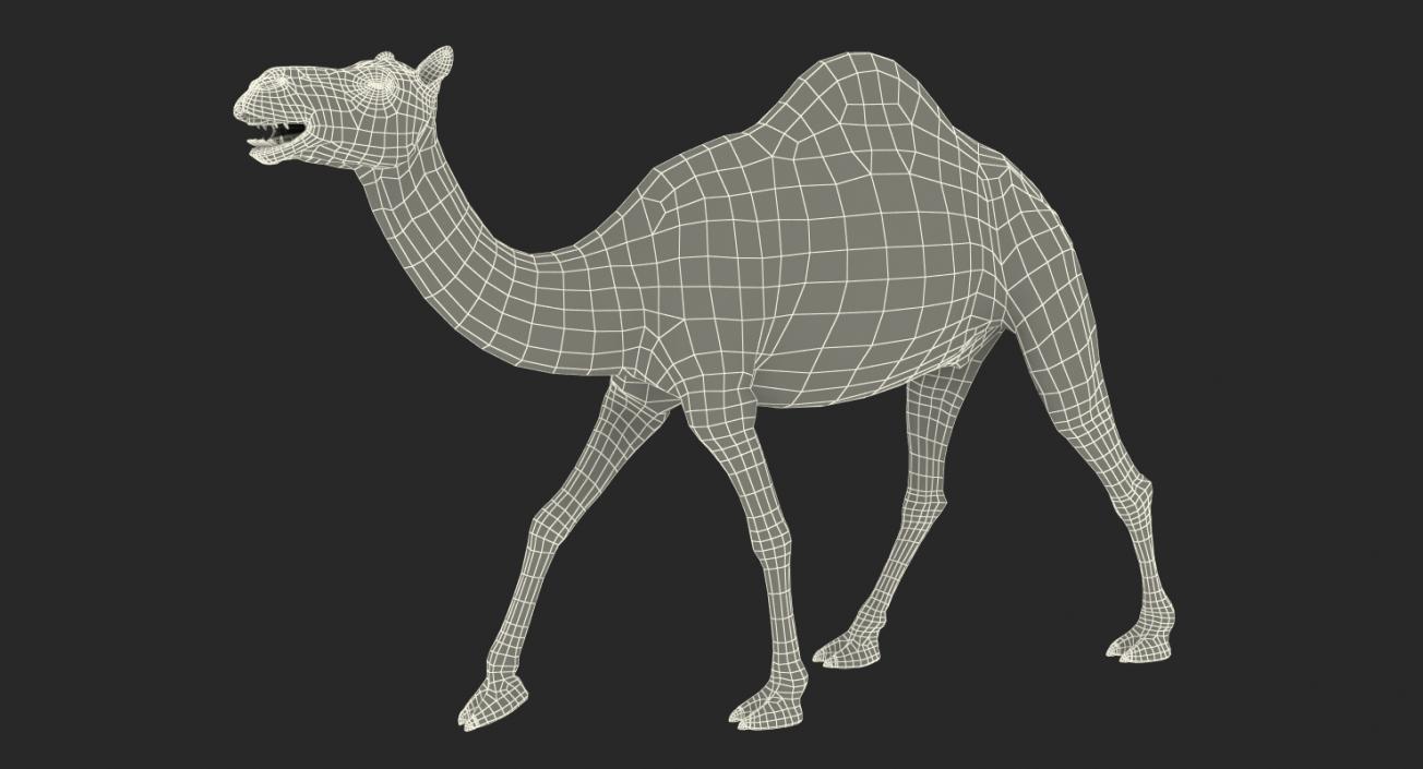 3D model Rigged African Animals Collection 7