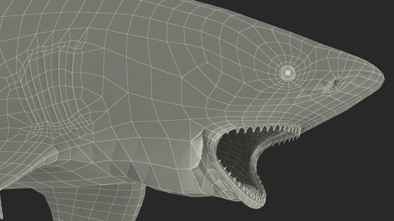 3D model Carcharhinus Leucas Shark