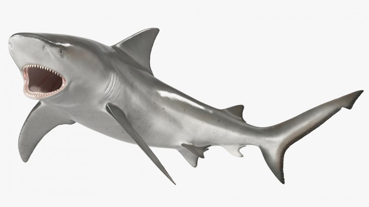 3D model Carcharhinus Leucas Shark