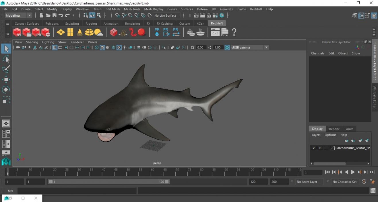 3D model Carcharhinus Leucas Shark