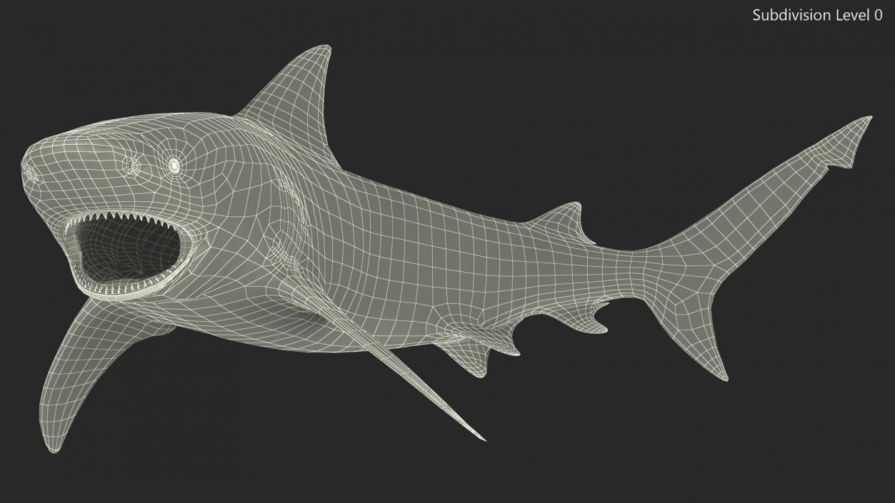 3D model Carcharhinus Leucas Shark