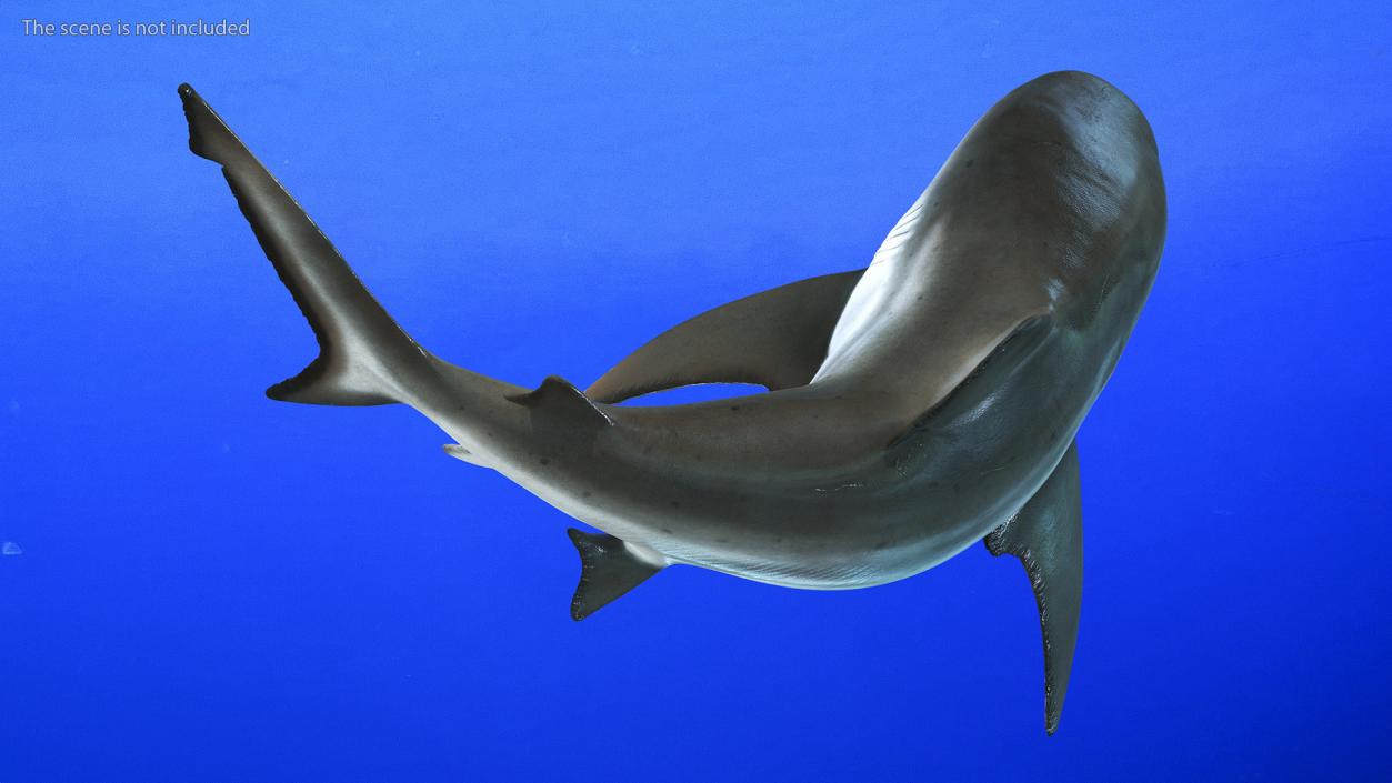 3D model Carcharhinus Leucas Shark