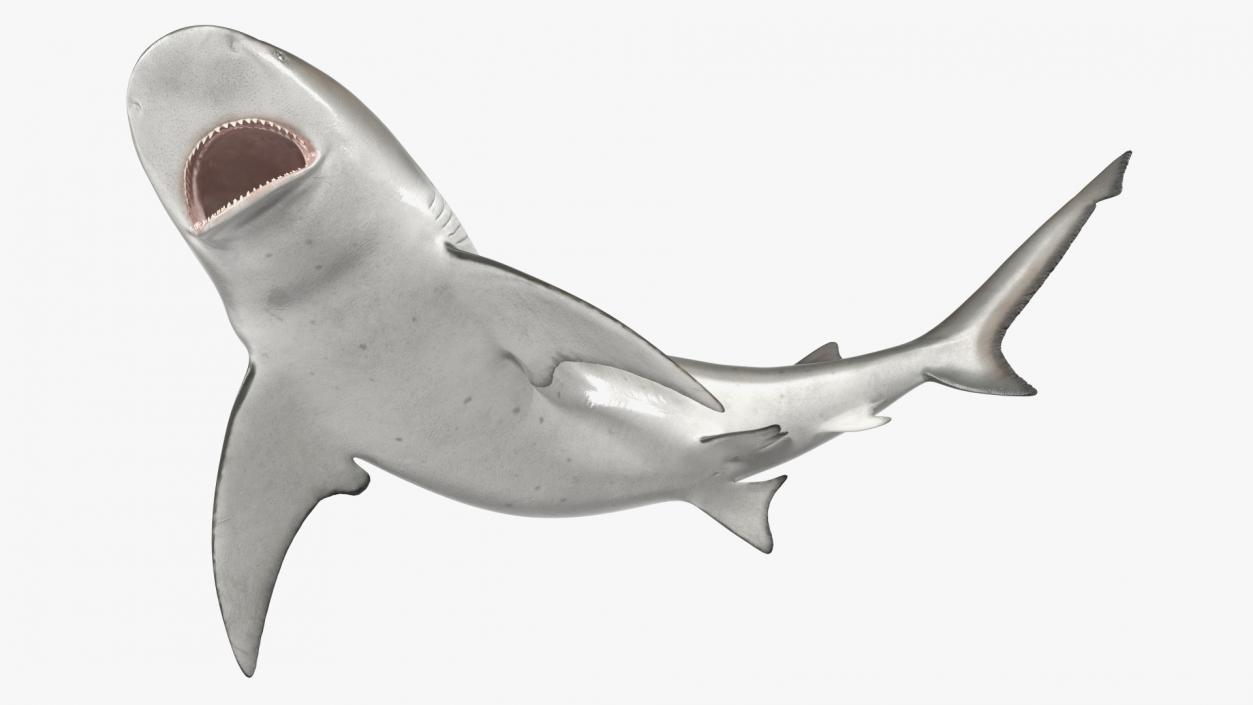 3D model Carcharhinus Leucas Shark