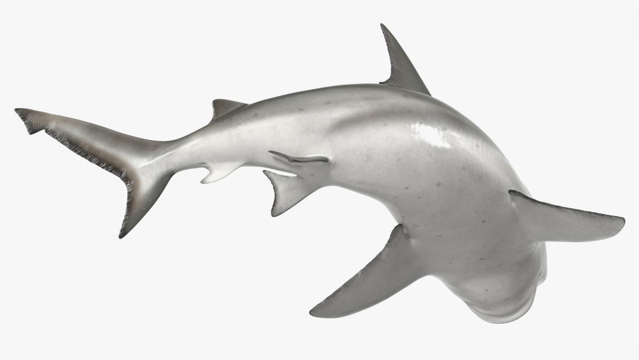 3D model Carcharhinus Leucas Shark