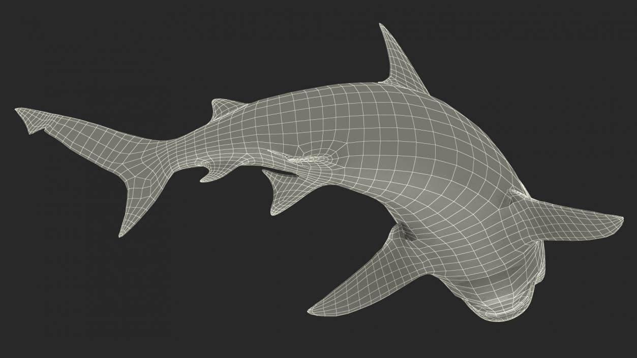 3D model Carcharhinus Leucas Shark