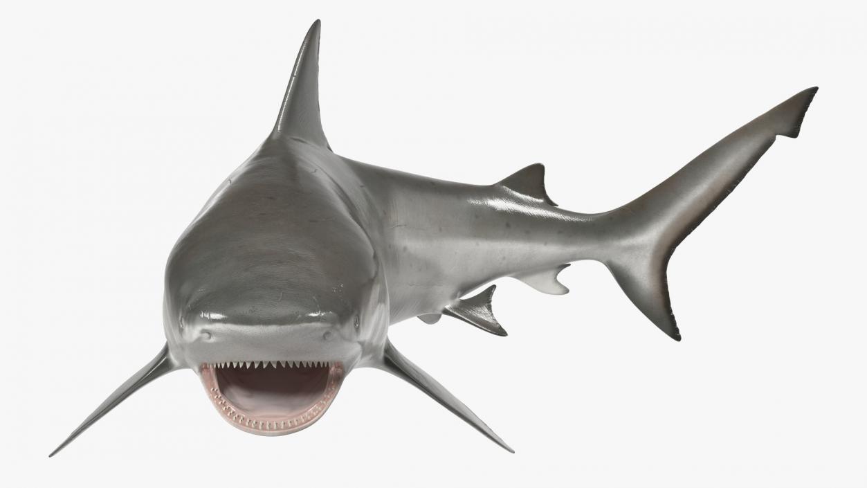 3D model Carcharhinus Leucas Shark