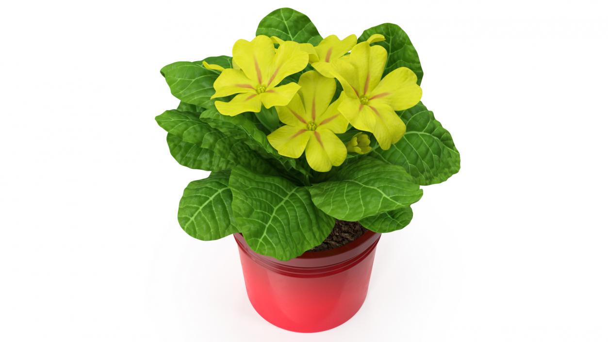 Potted Primrose Common Yellow 3D model