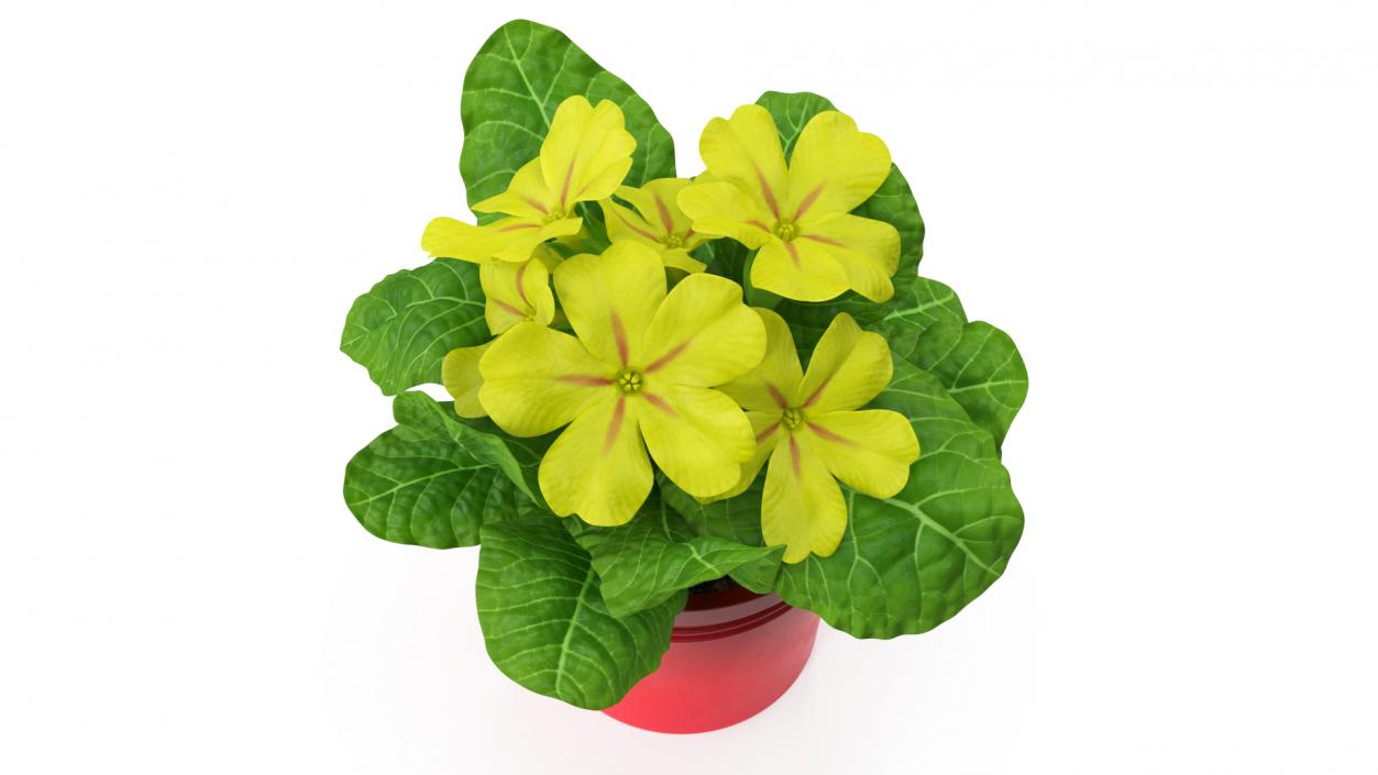 Potted Primrose Common Yellow 3D model