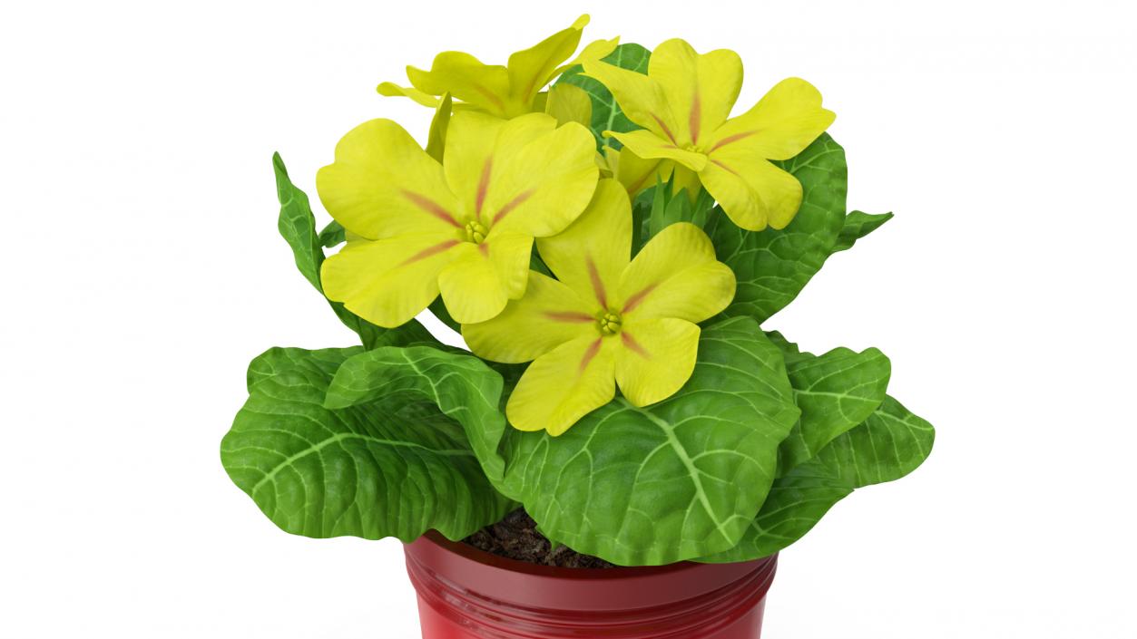 Potted Primrose Common Yellow 3D model