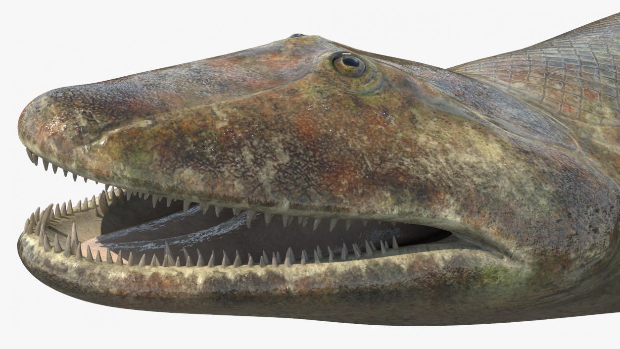 Hunting Tiktaalik 3D