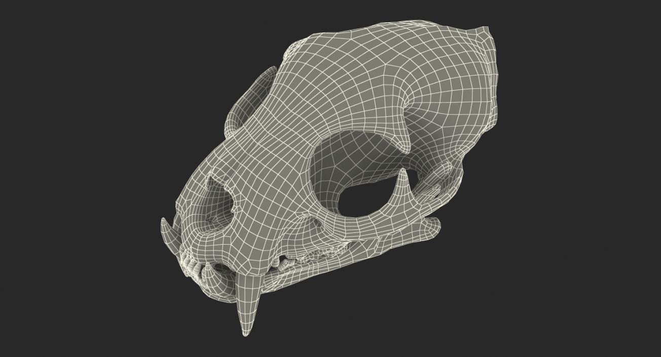 3D Tiger Skull