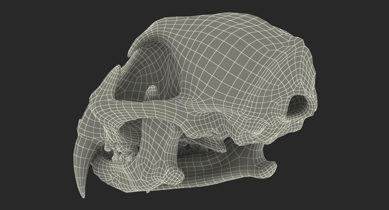 3D Tiger Skull