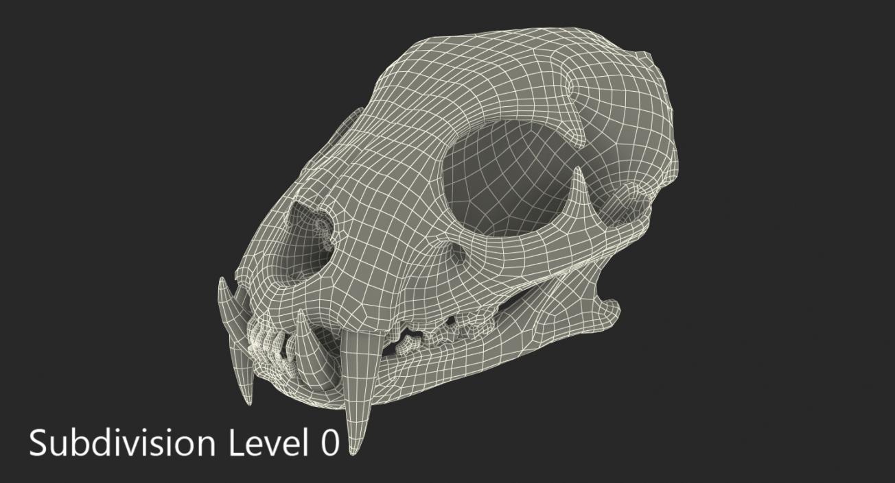 3D Tiger Skull