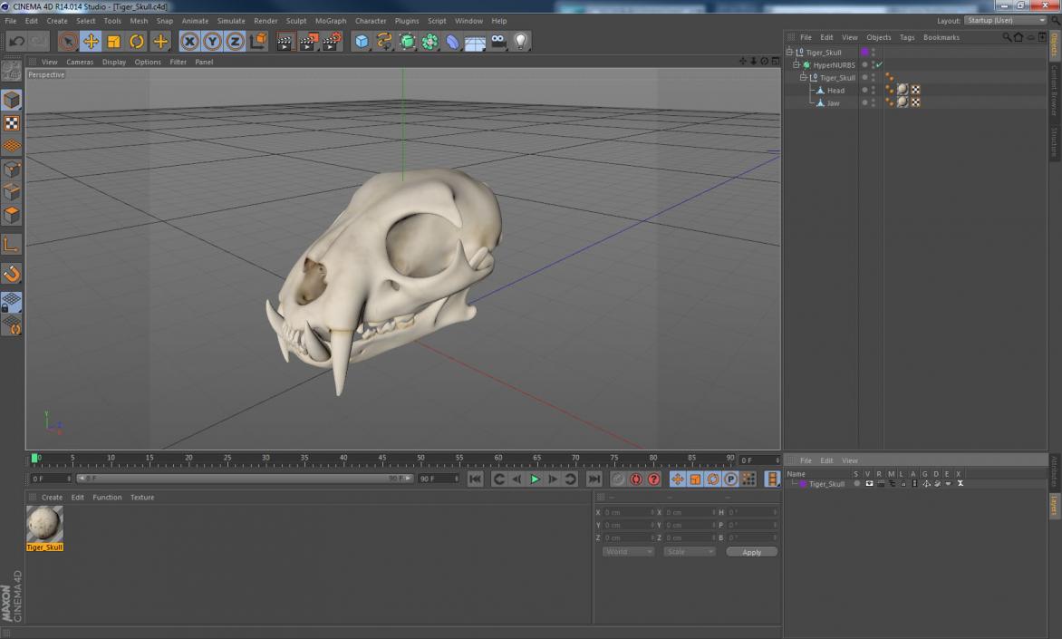 3D Tiger Skull