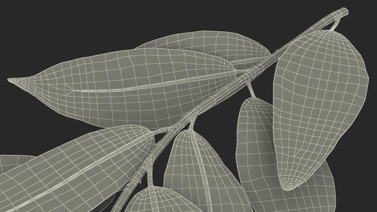 Laurus Nobilis Stem 3D model