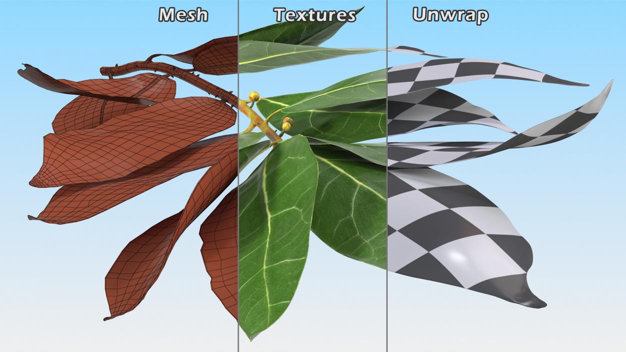 Laurus Nobilis Stem 3D model