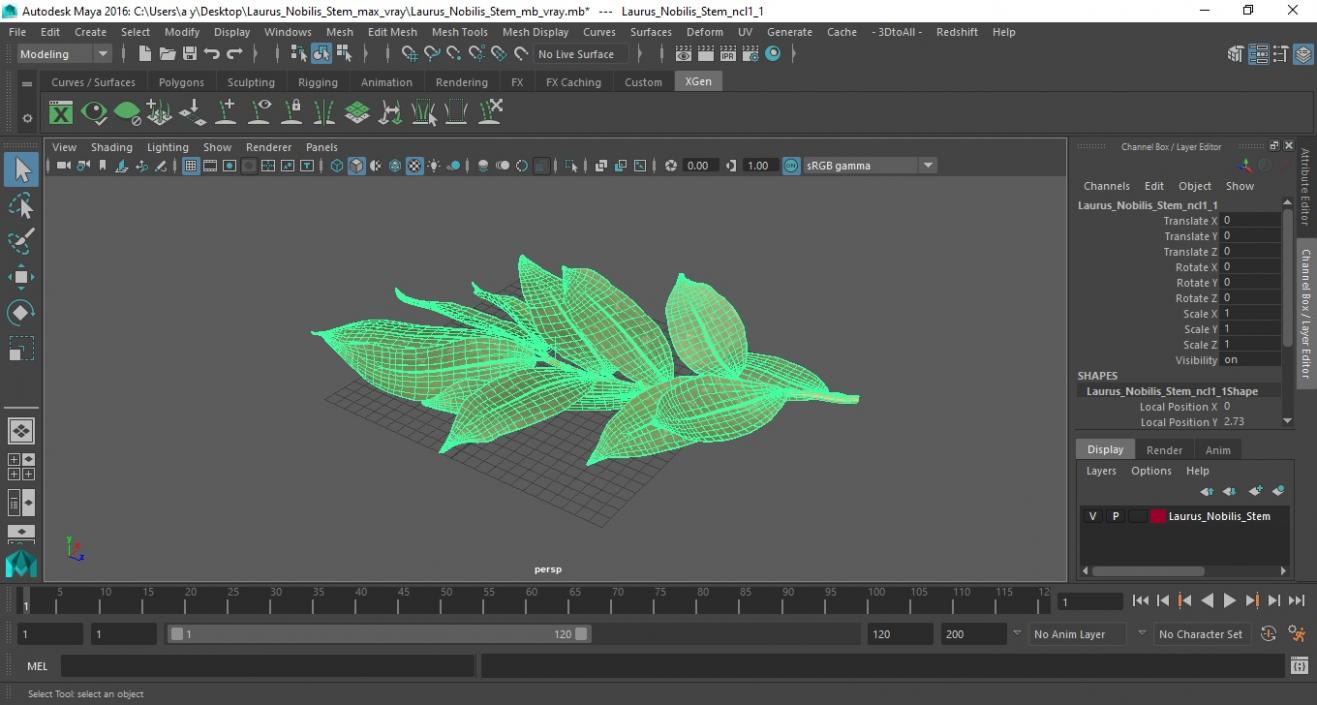 Laurus Nobilis Stem 3D model