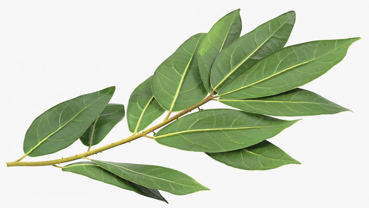 Laurus Nobilis Stem 3D model