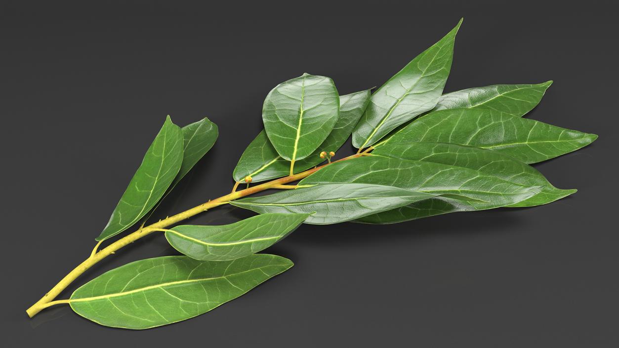 Laurus Nobilis Stem 3D model