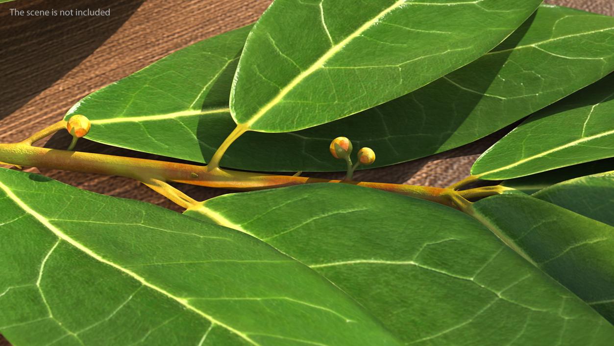 Laurus Nobilis Stem 3D model