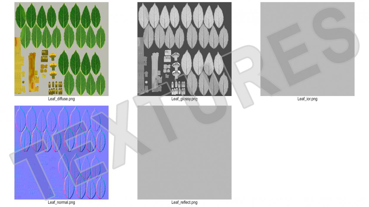 Laurus Nobilis Stem 3D model