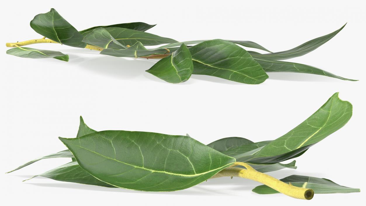 Laurus Nobilis Stem 3D model