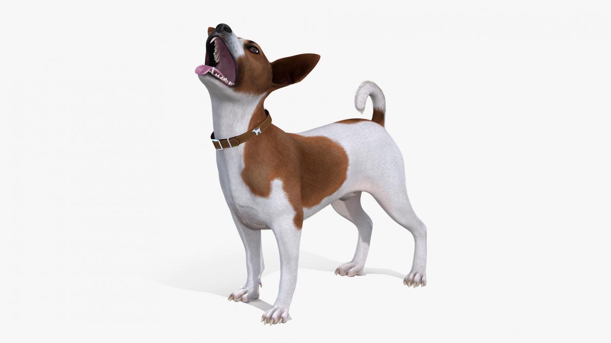 3D model Spotted Jack Russell Terrier Waiting Pose Fur