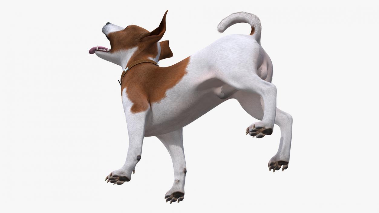 3D model Spotted Jack Russell Terrier Waiting Pose Fur