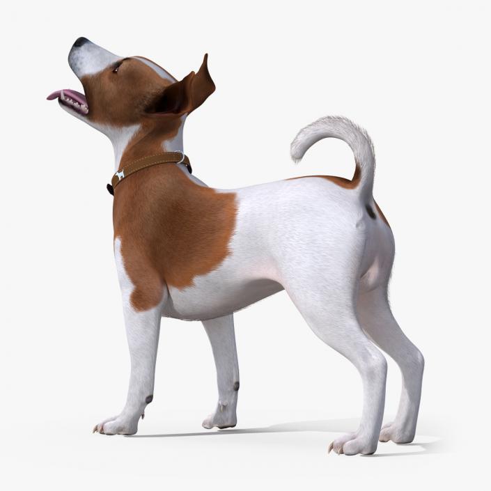 3D model Spotted Jack Russell Terrier Waiting Pose Fur