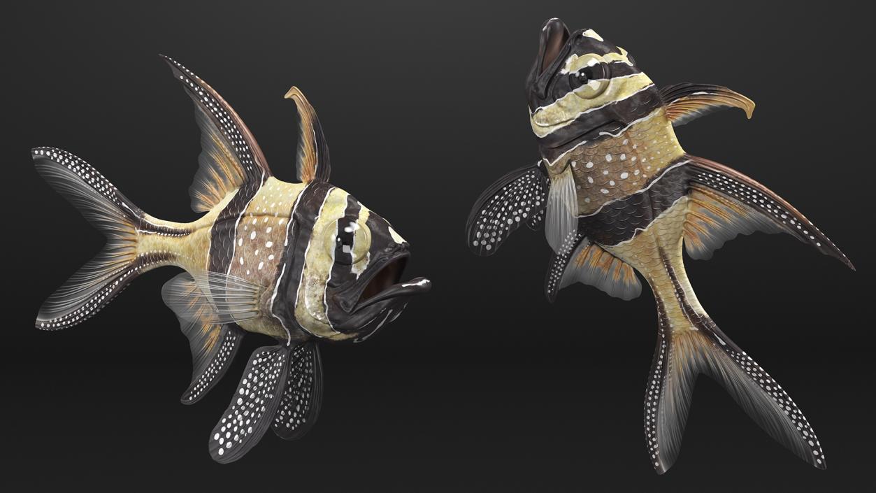 3D Banggai Cardinalfish Neutral Pose model