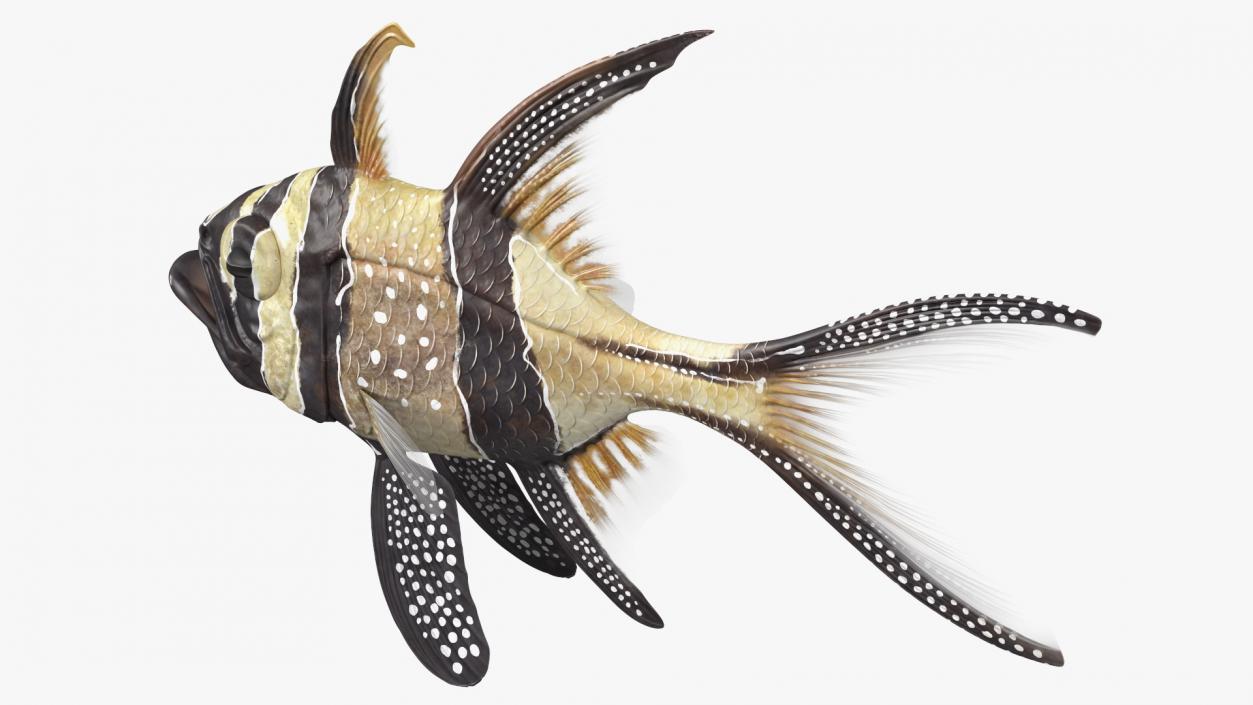 3D Banggai Cardinalfish Neutral Pose model