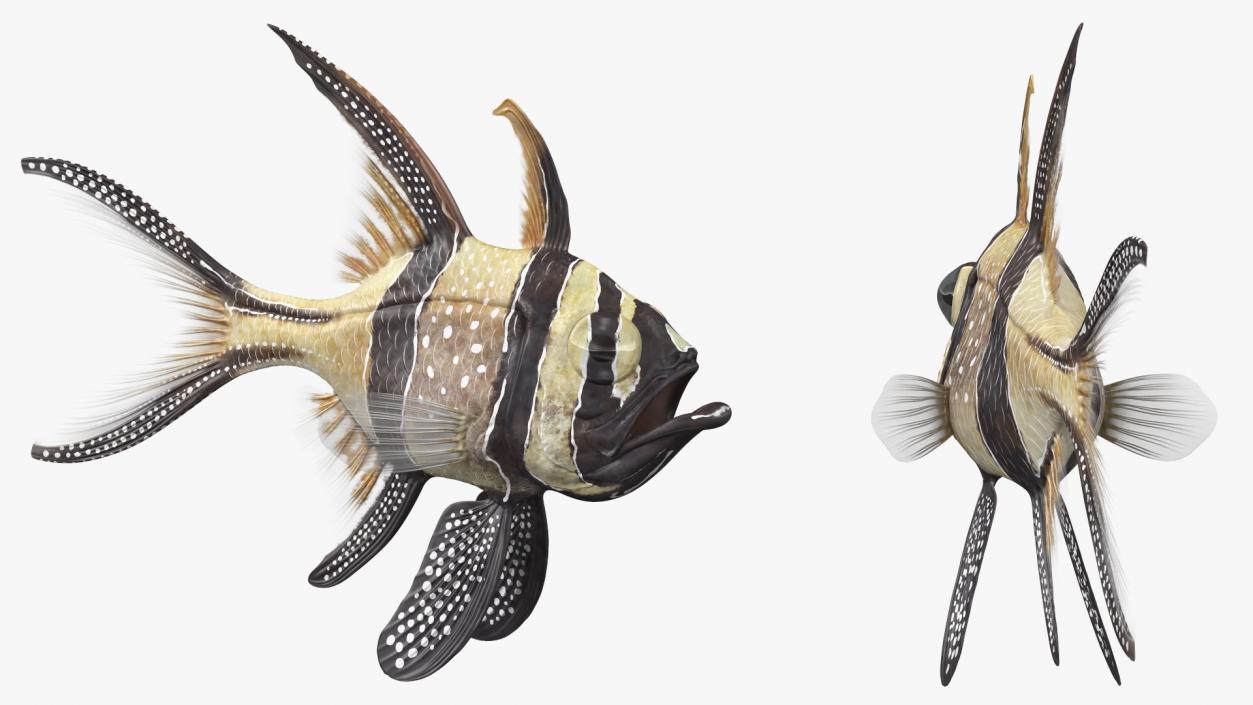 3D Banggai Cardinalfish Neutral Pose model