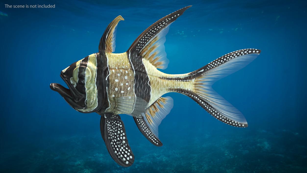 3D Banggai Cardinalfish Neutral Pose model