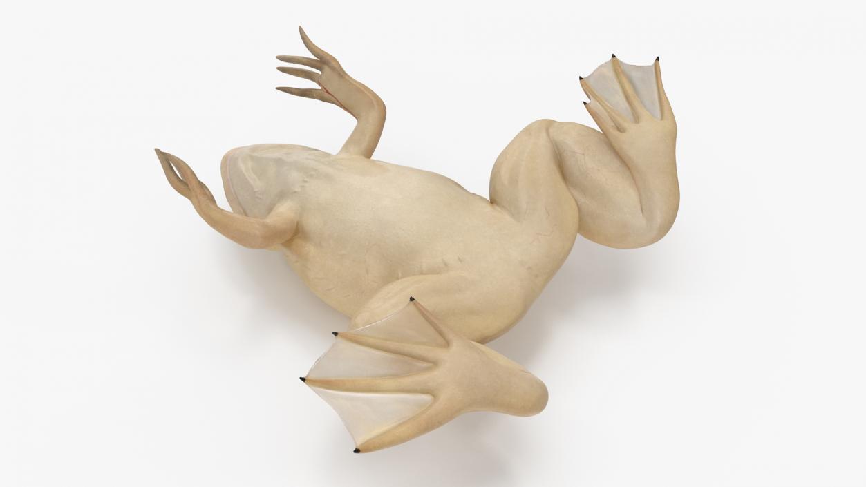 Xenopus African Clawed Toad Sits Pose 3D