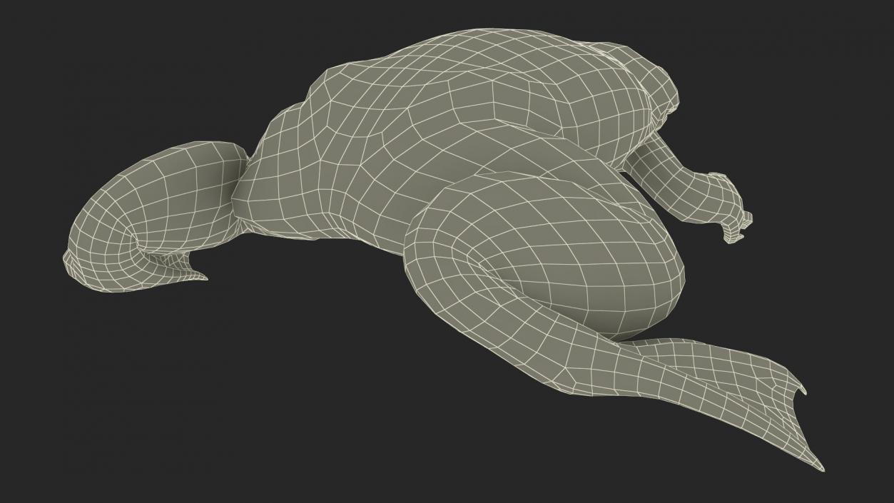 Xenopus African Clawed Toad Sits Pose 3D