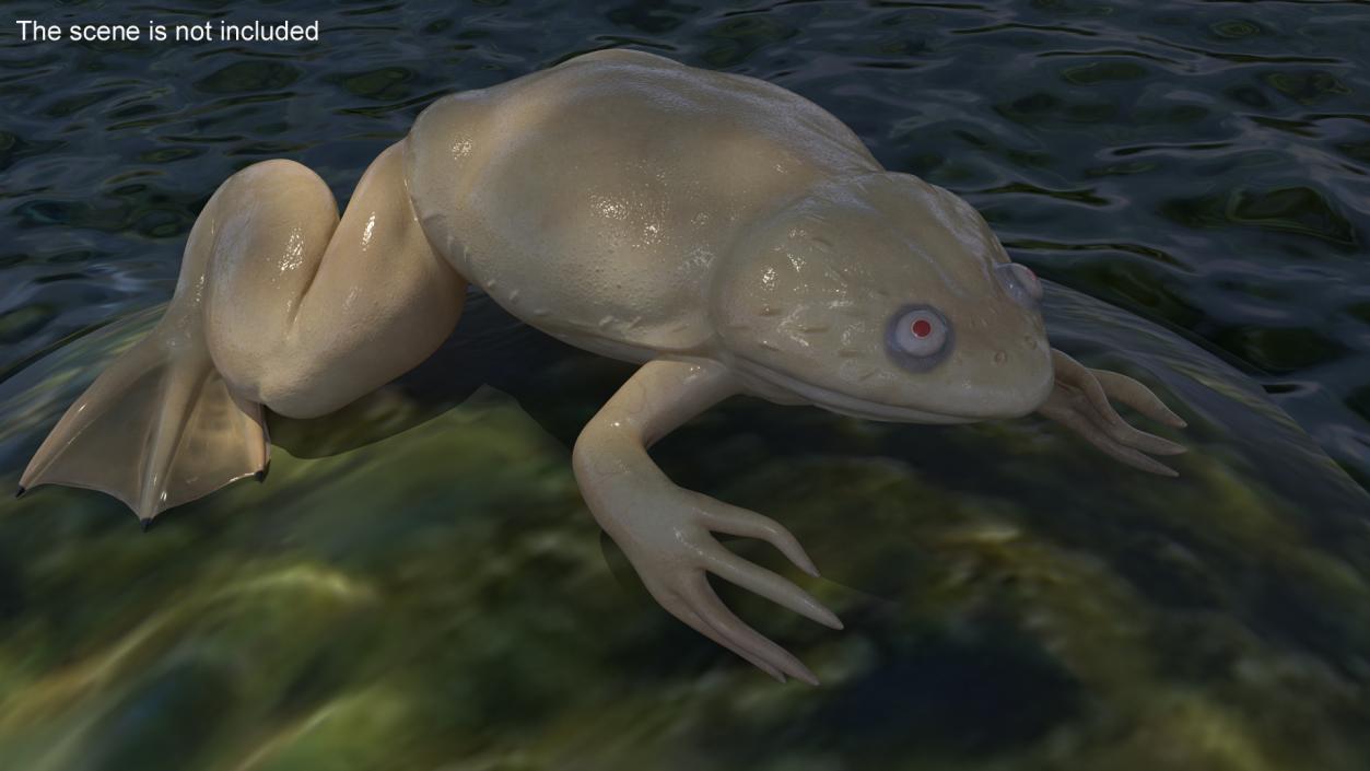 Xenopus African Clawed Toad Sits Pose 3D