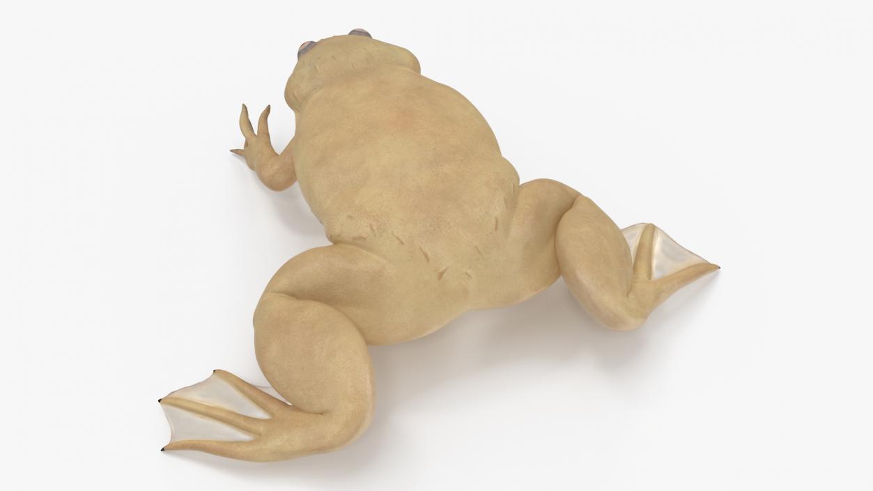 Xenopus African Clawed Toad Sits Pose 3D