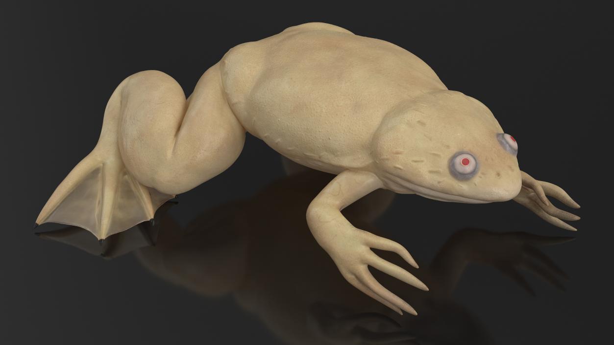 Xenopus African Clawed Toad Sits Pose 3D