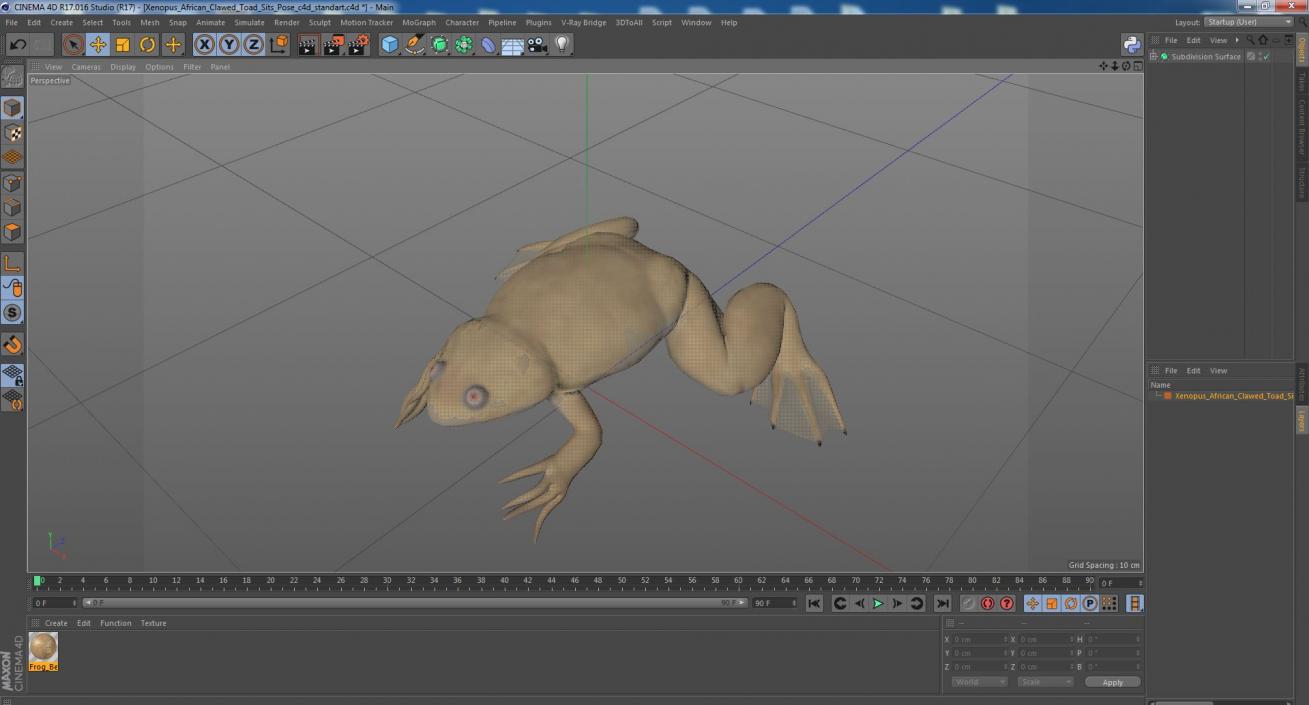 Xenopus African Clawed Toad Sits Pose 3D