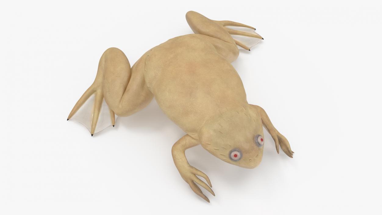 Xenopus African Clawed Toad Sits Pose 3D