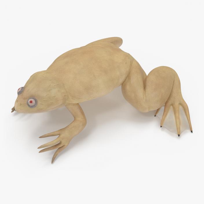 Xenopus African Clawed Toad Sits Pose 3D