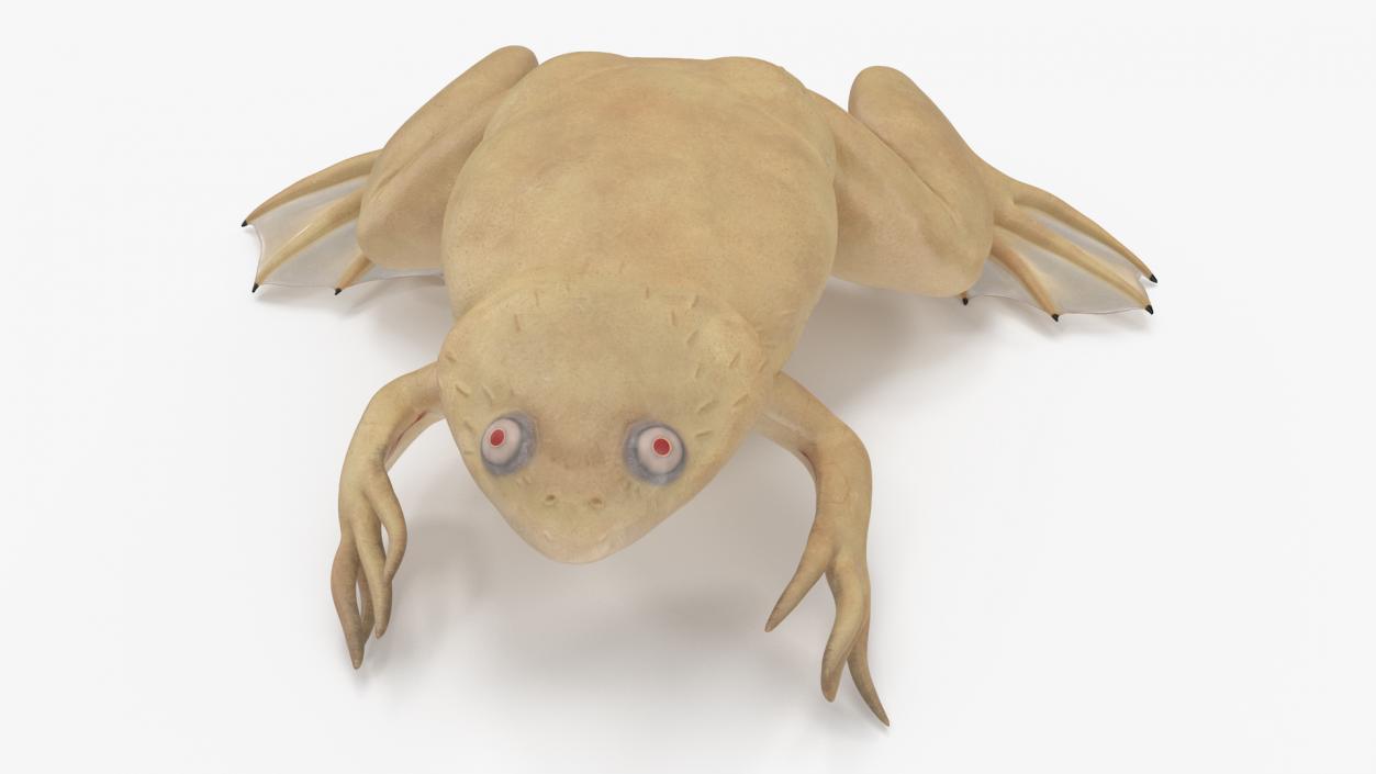 Xenopus African Clawed Toad Sits Pose 3D