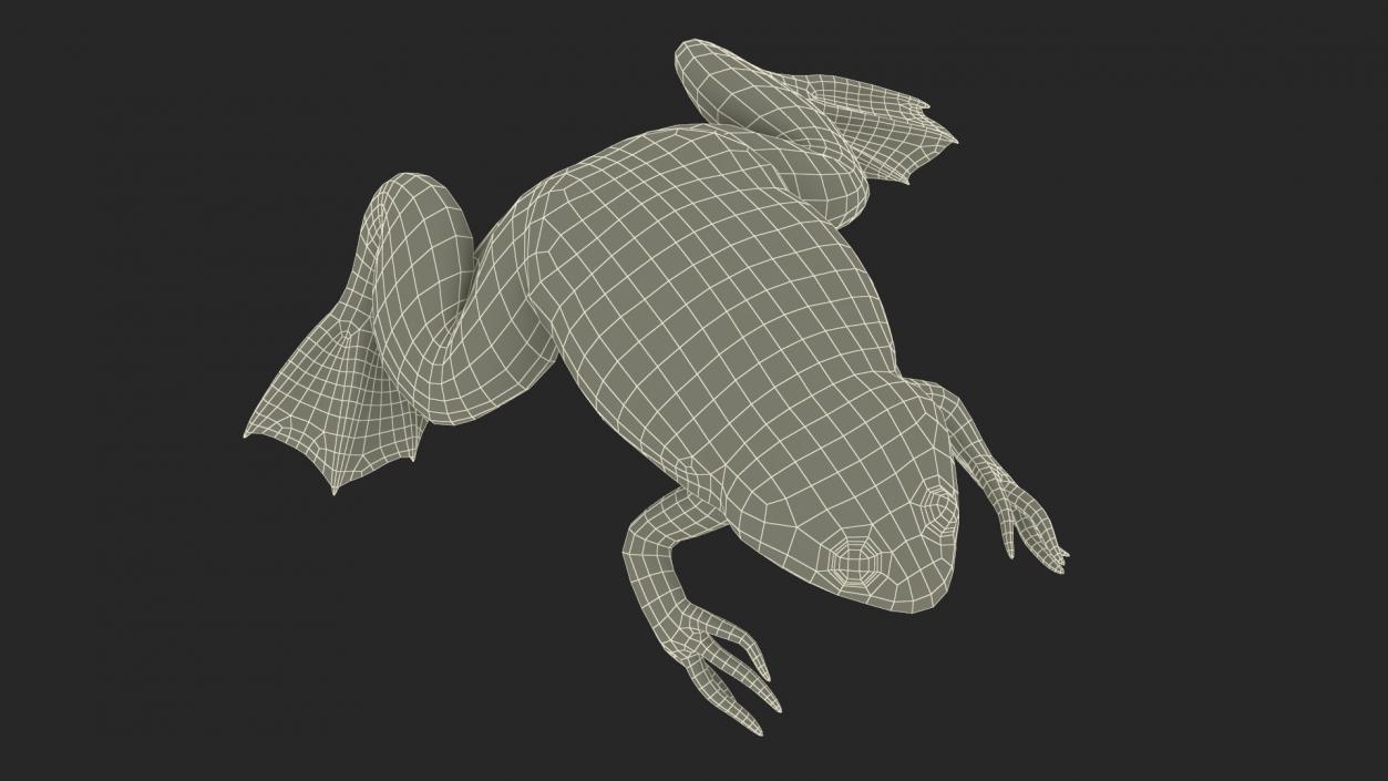 Xenopus African Clawed Toad Sits Pose 3D