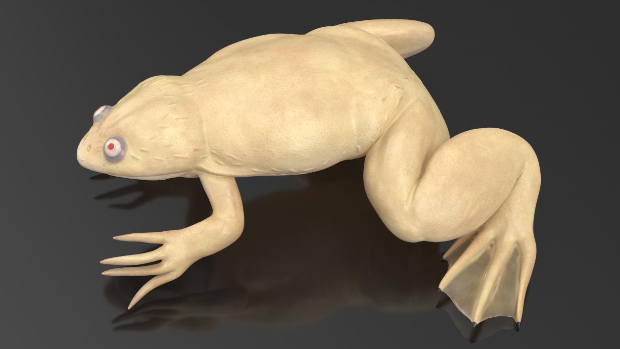 Xenopus African Clawed Toad Sits Pose 3D