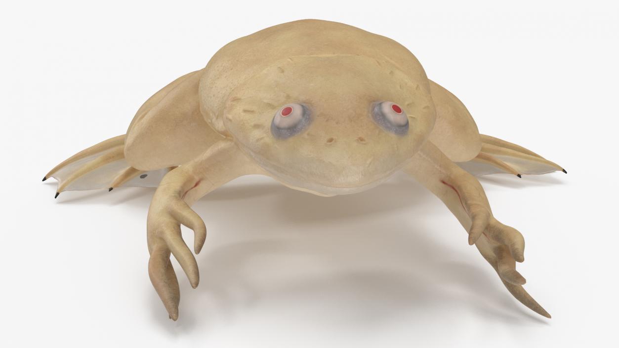 Xenopus African Clawed Toad Sits Pose 3D