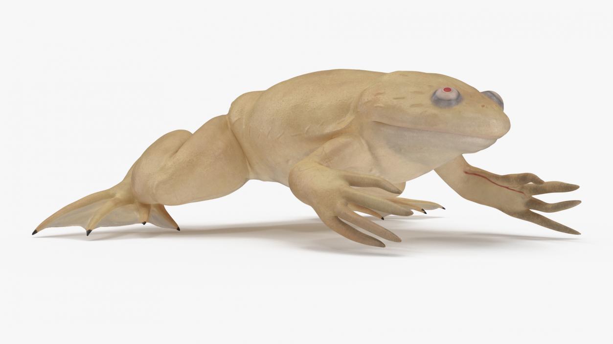 Xenopus African Clawed Toad Sits Pose 3D