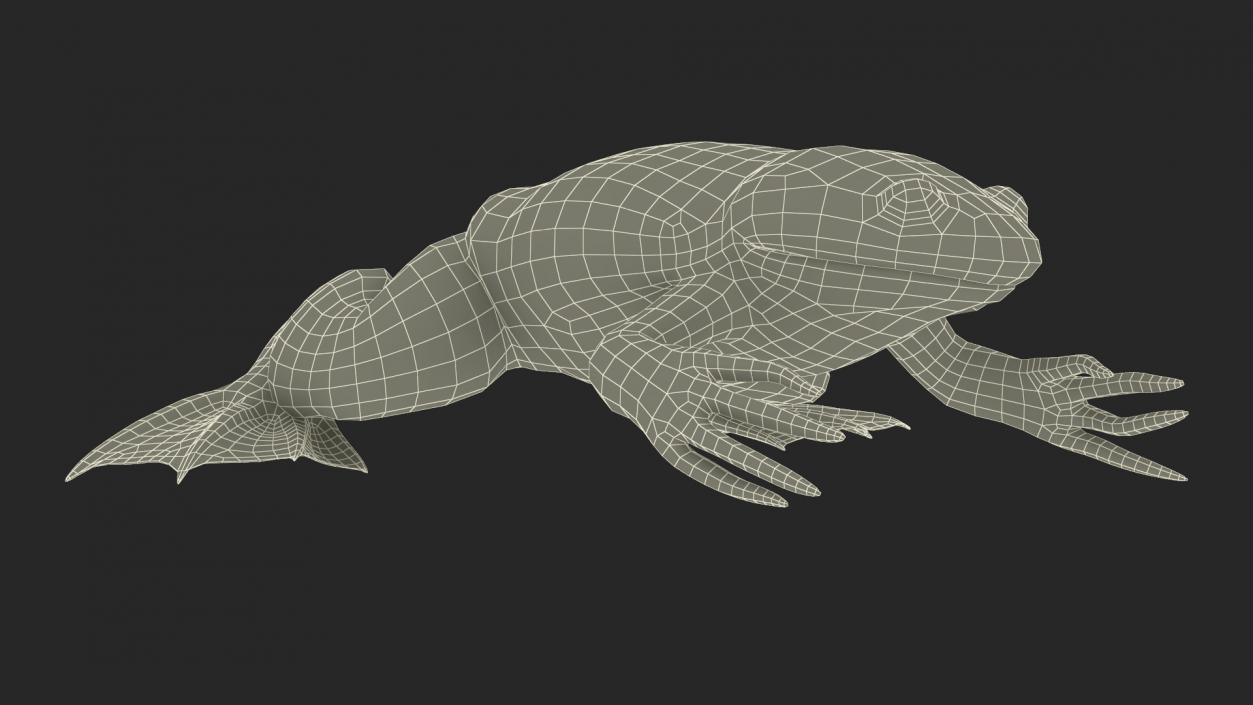 Xenopus African Clawed Toad Sits Pose 3D