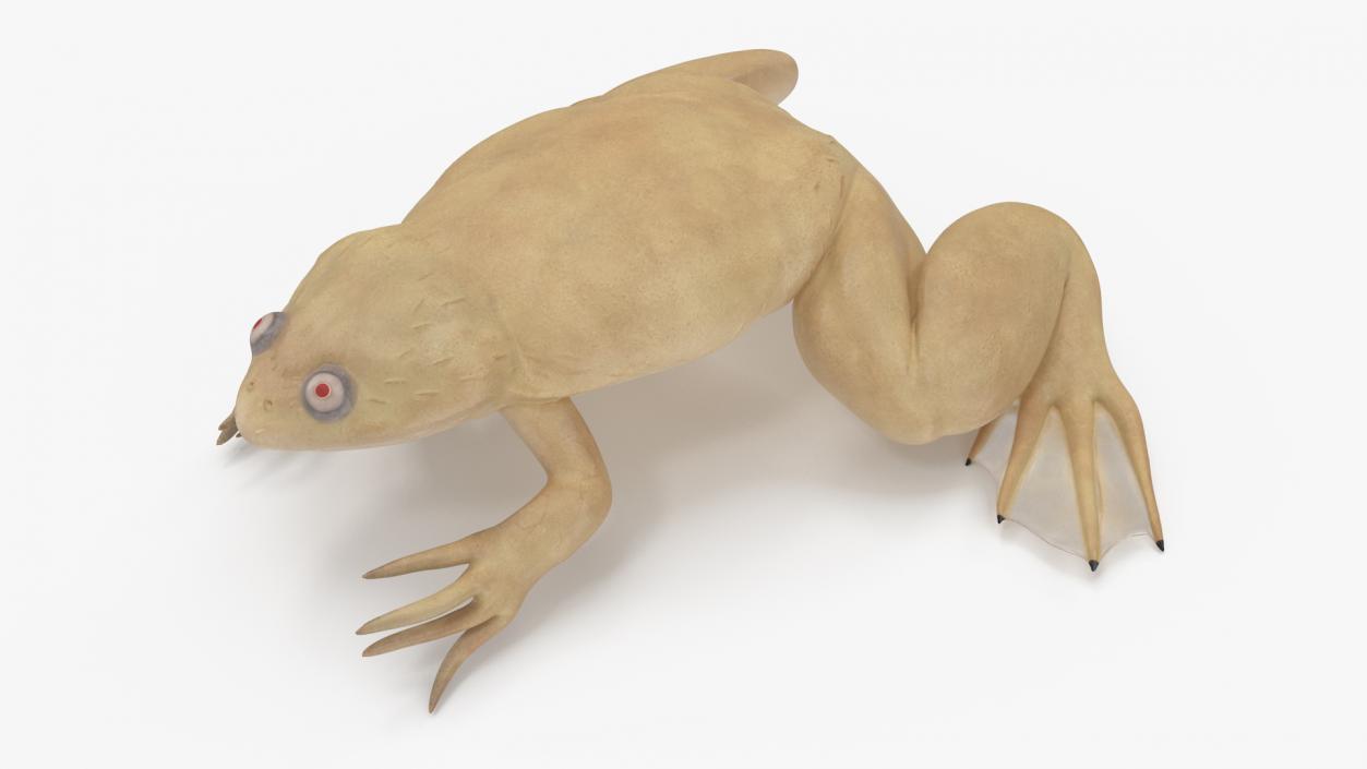 Xenopus African Clawed Toad Sits Pose 3D