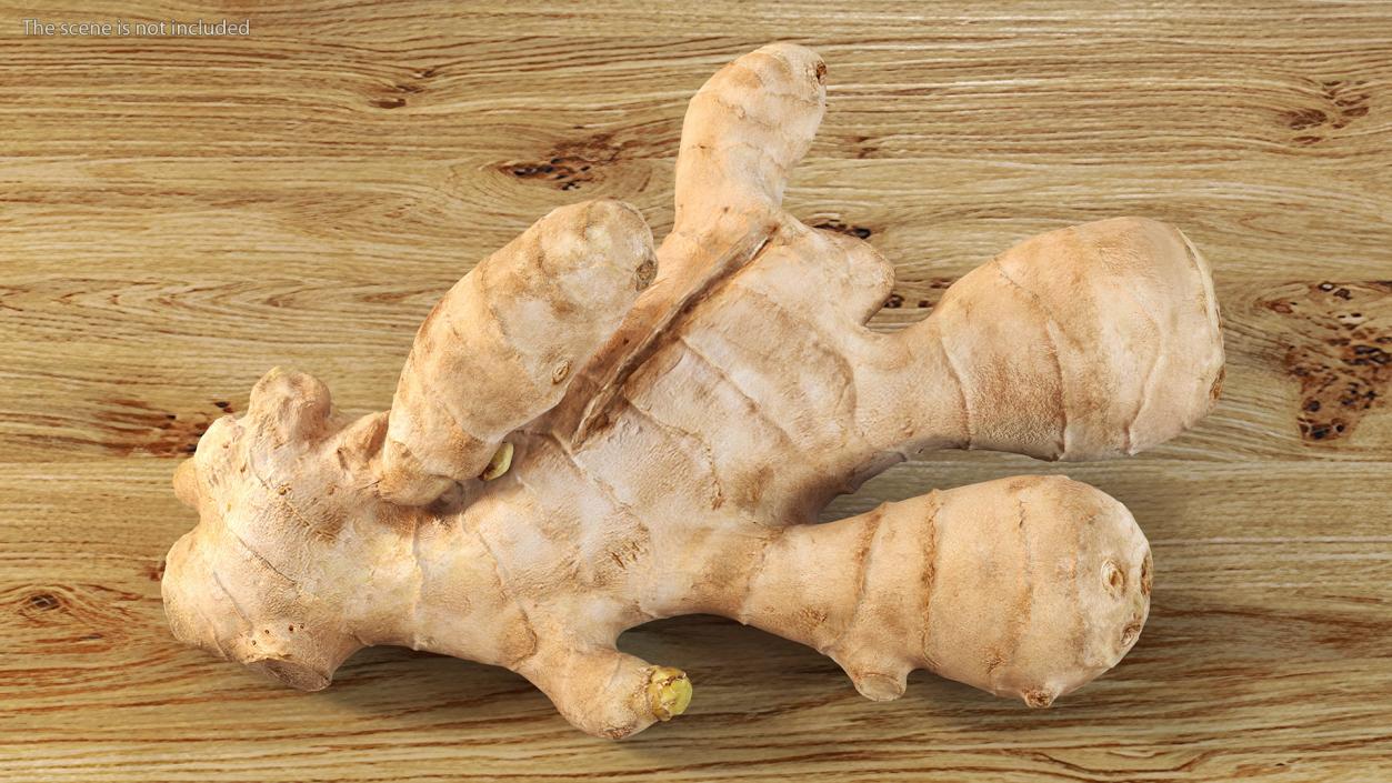 3D model Raw Ginger Root