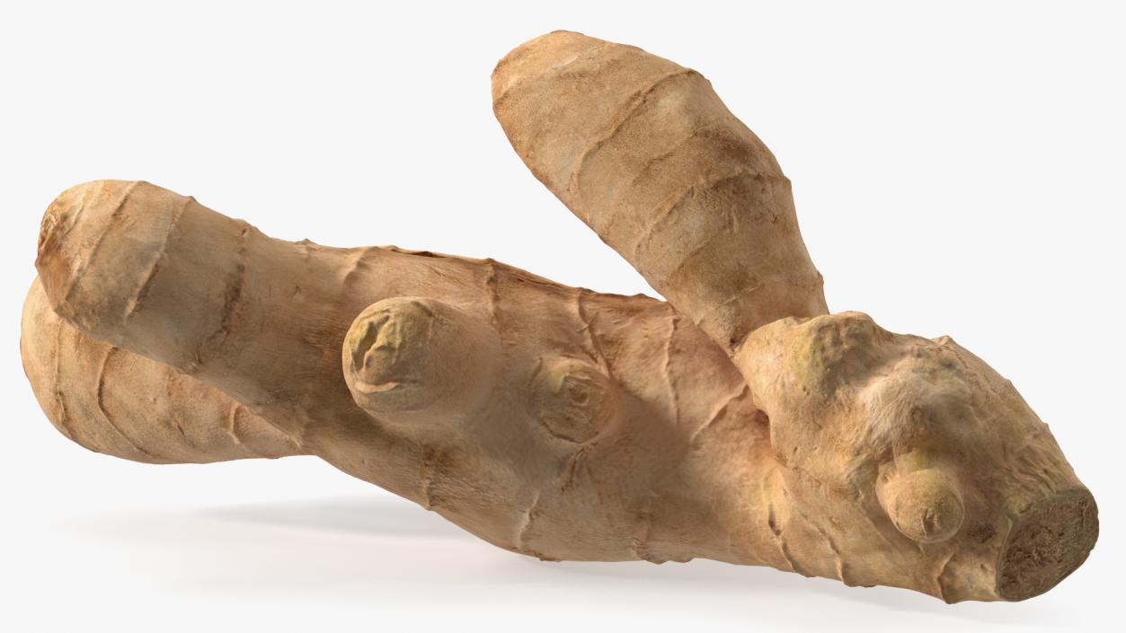 3D model Raw Ginger Root